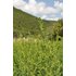 In the photo you can see an oregano field.
